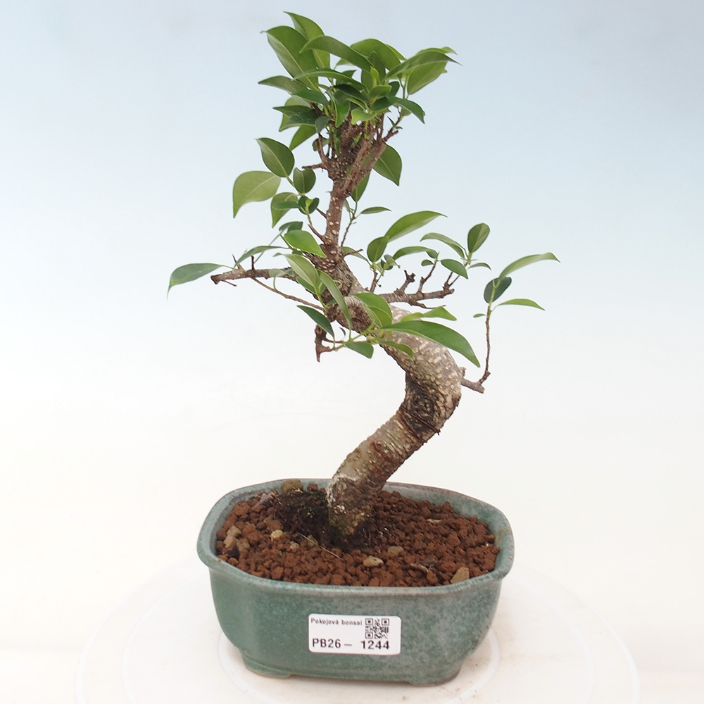 Kamerbonsai - Ficus retusa - kleinbladige ficus