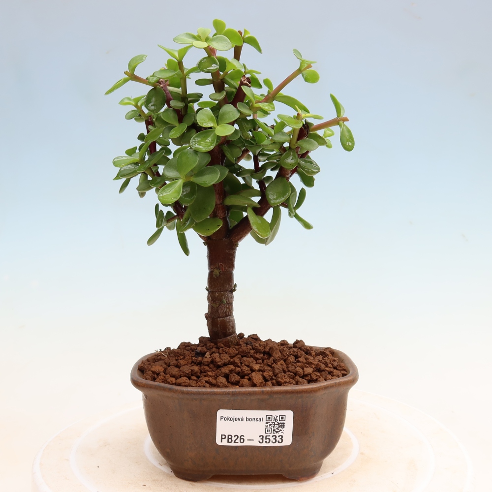 Kamerbonsai - Portulakaria Afra - Tlustice