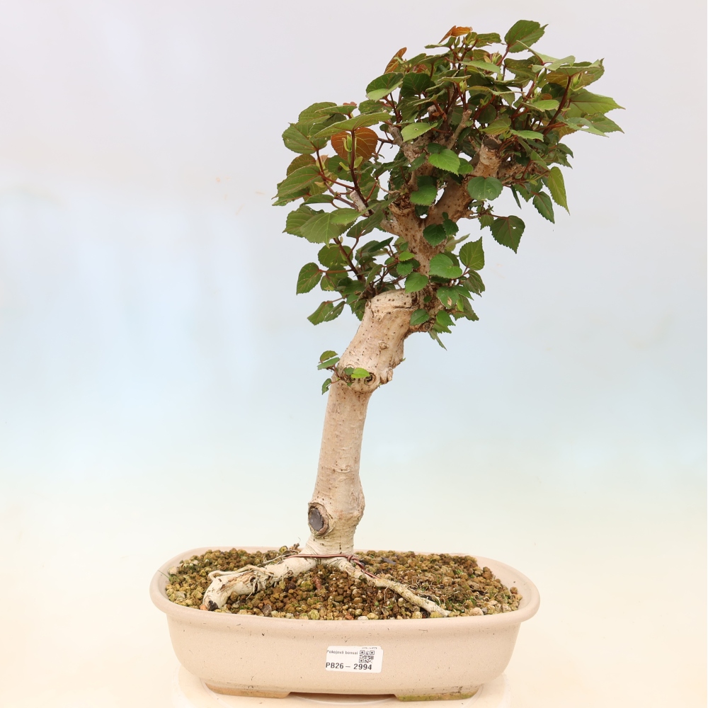 Bonsai voor binnen - Hibiscus tiliaceus - Zee Hibiscus