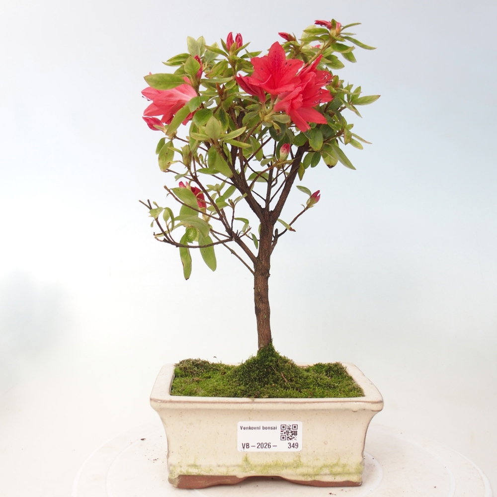 Bonsai voor buiten - Japanse azalea - Azalea sp.