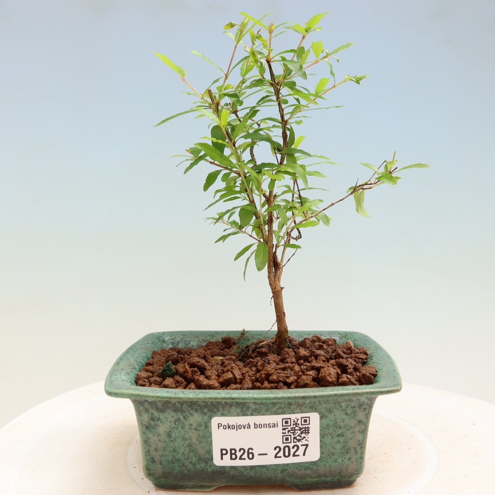 Kamerbonsai-PUNICA granatum nana-Granaatappel