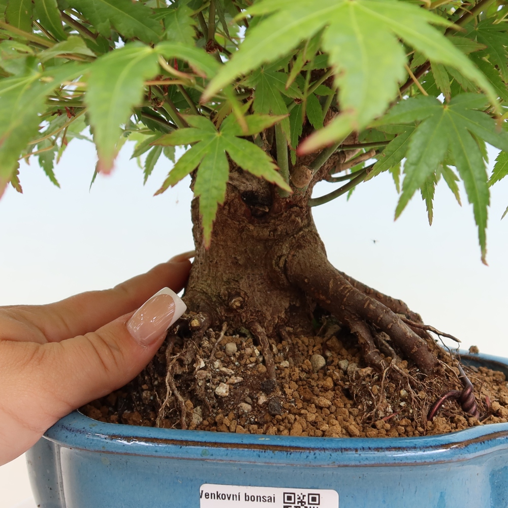Bonsai voor buiten - Esdoorn Burger - Acer Burgerianum