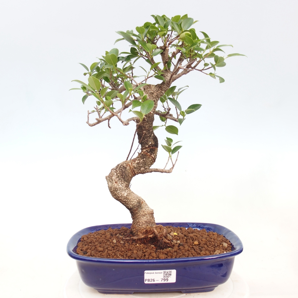 Kamerbonsai - Ficus kimmen - kleinbladige ficus