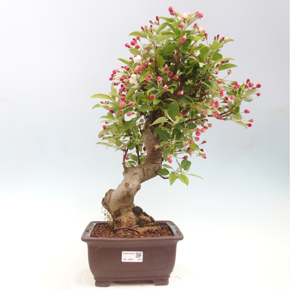 Bonsai voor buiten -Malus halliana - Appelboom met kleine vruchten