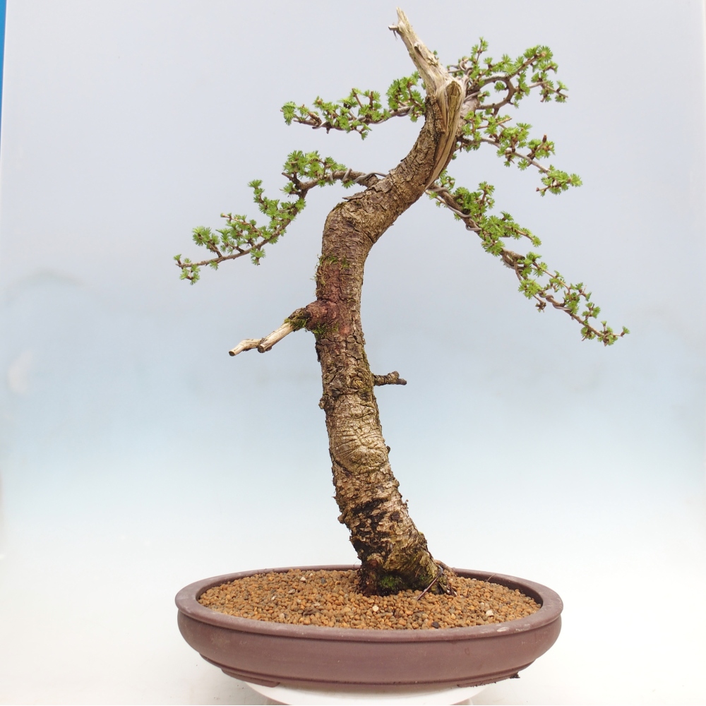 Bonsai voor buiten -Larix decidua - Lariks - Alleen palletvervoer