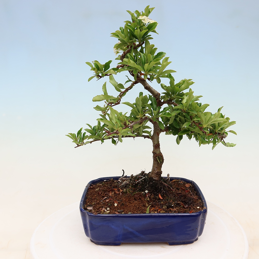 Buitenbonsai - Pyracantha teton - Vuurdoorn