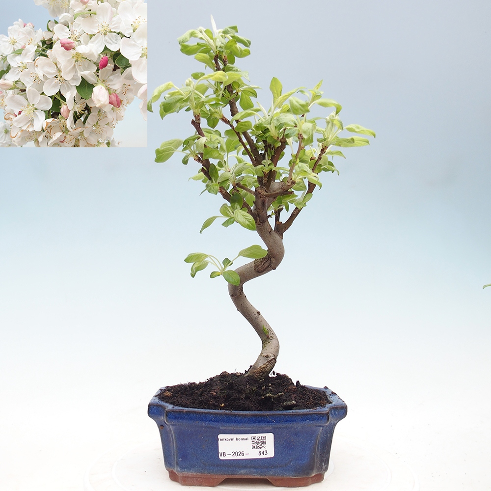 Bonsai voor buiten -Malus halliana - Appelboom met kleine vruchten