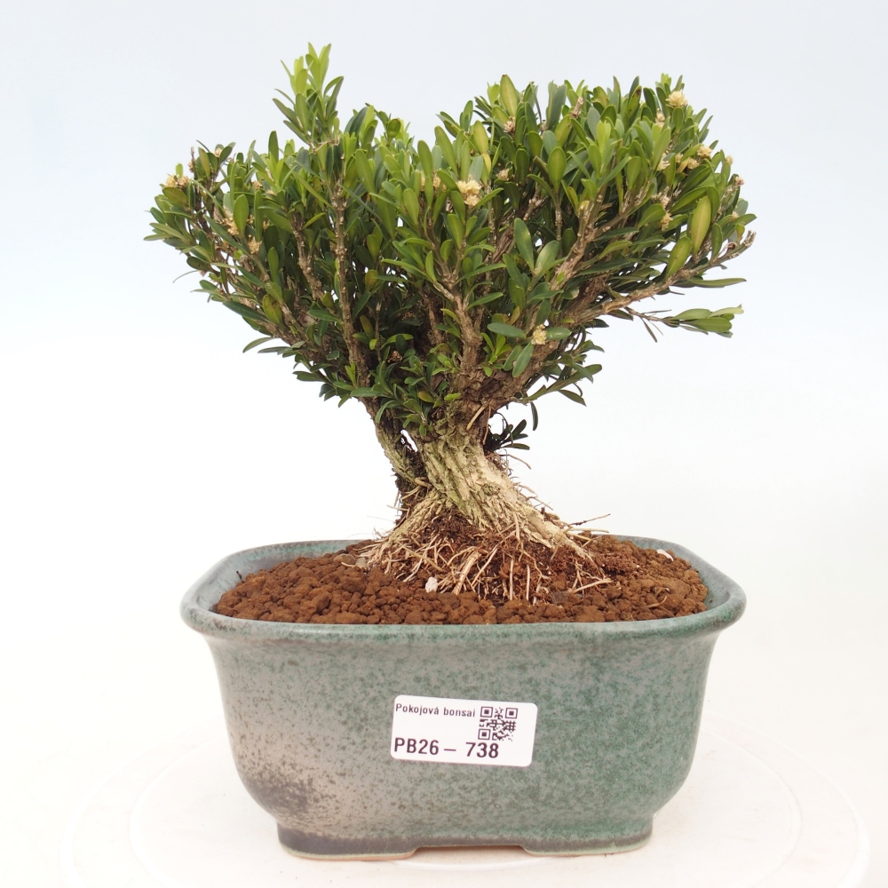 Kamerbonsai - Buxus harlandii - kurk buxus