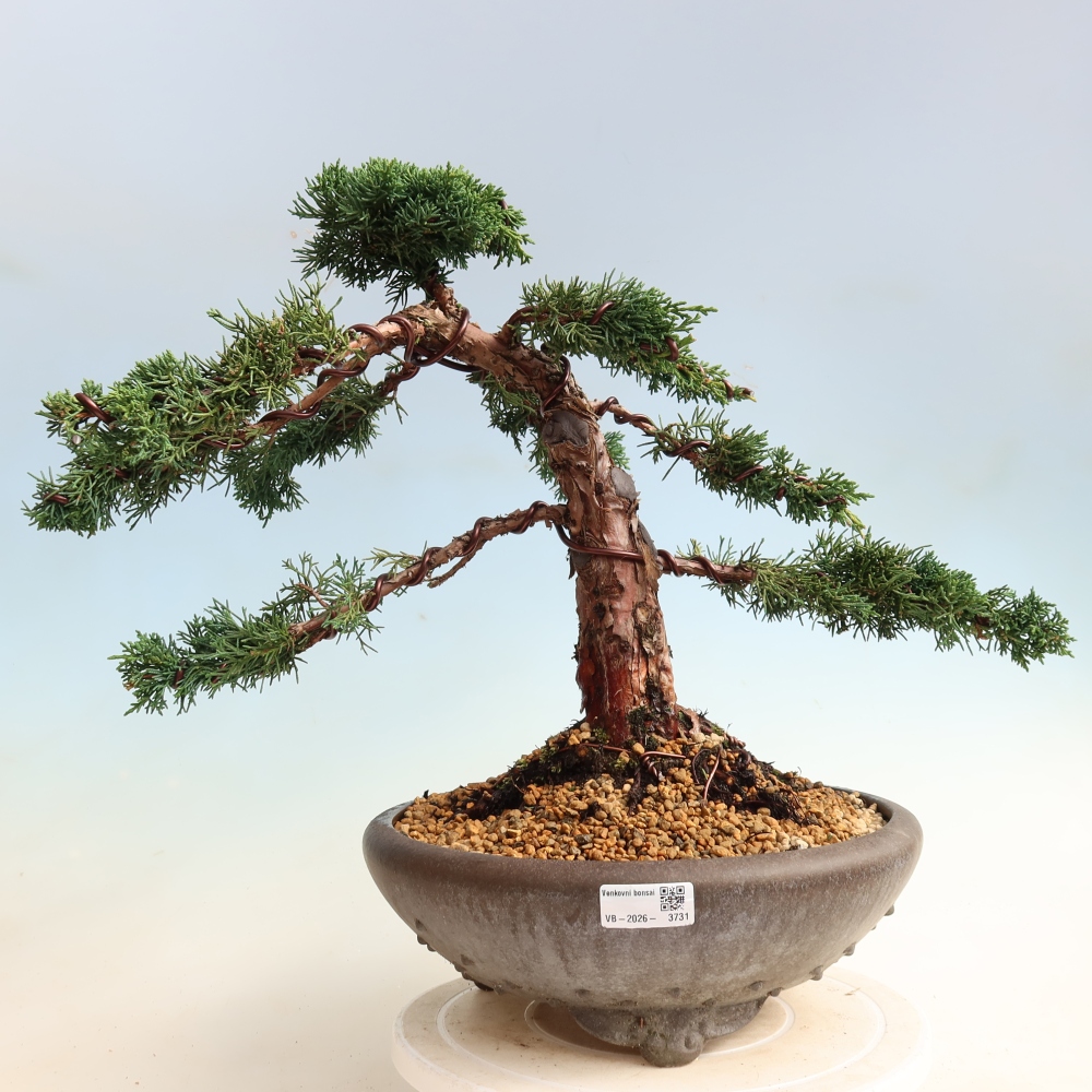 Bonsai voor buiten - Juniperus chinensis Kishu