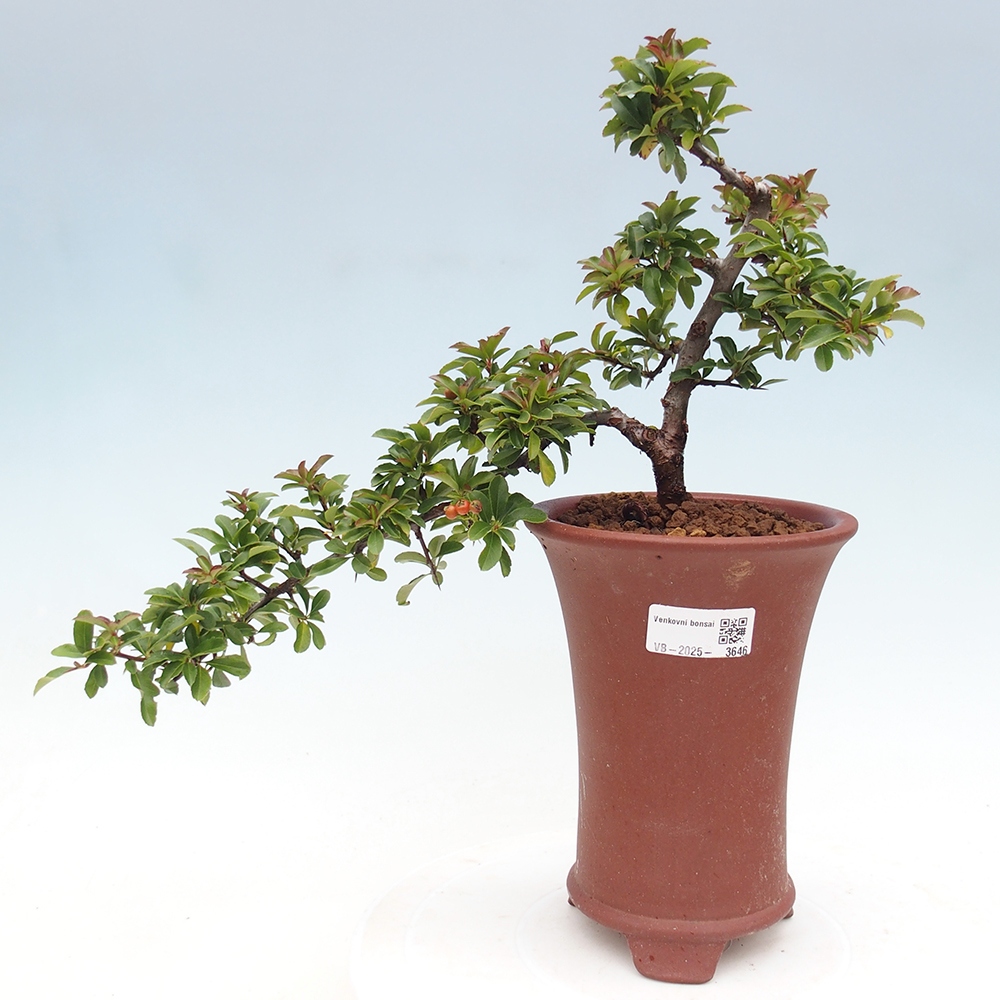 Bonsai-Pyracantha Teton voor buiten -Hlox