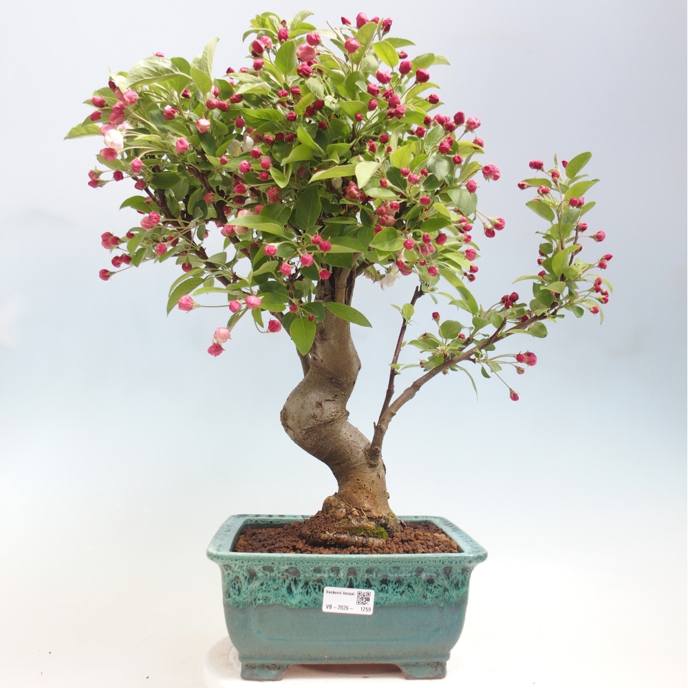 Bonsai voor buiten -Malus halliana - Appelboom met kleine vruchten