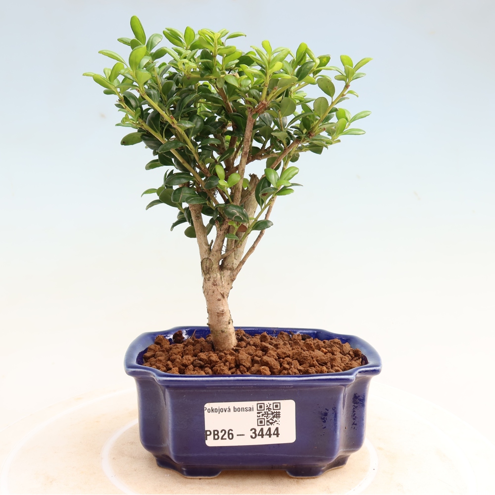 Kamerbonsai - Ilex crenata - Hulst
