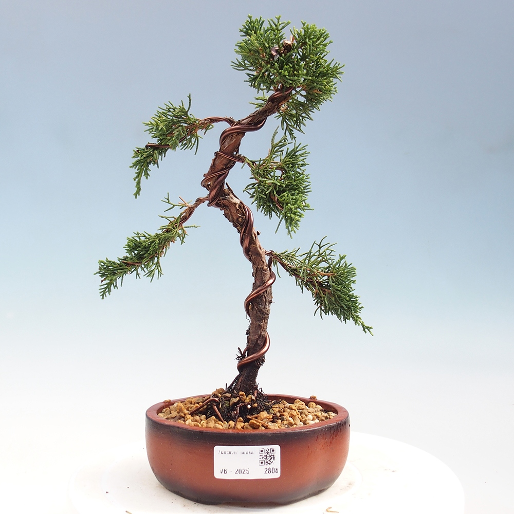 Bonsai voor buiten - Juniperus chinensis Kishu