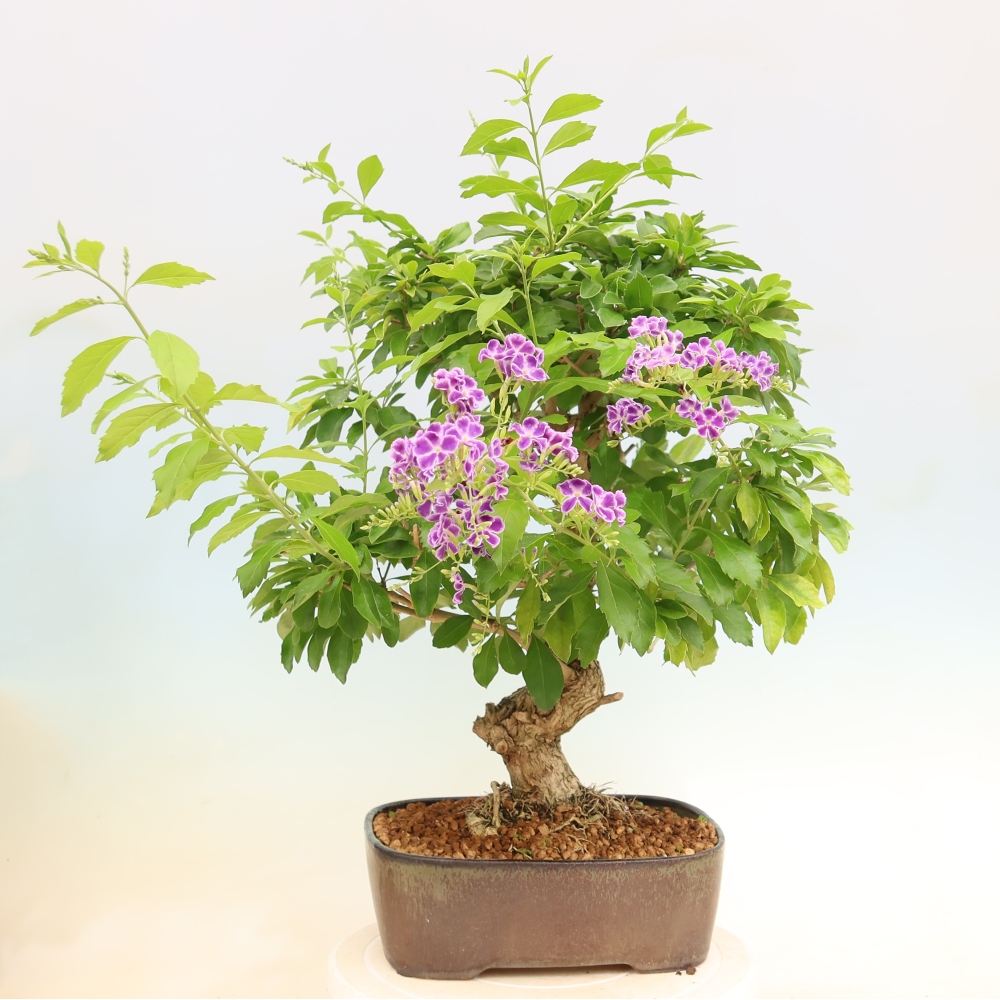 Kamerbonsai - Duranta erecta Aurea