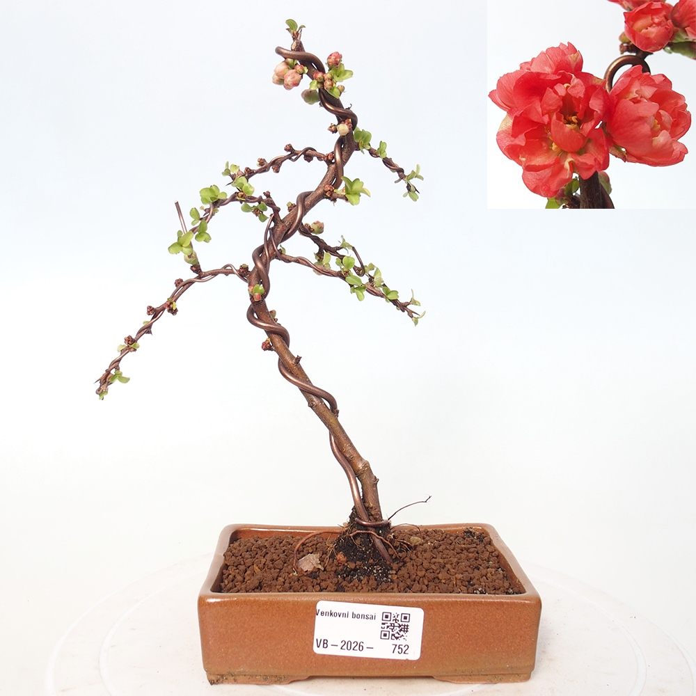 Bonsai voor buiten - Chaneomeles s. Red Joy - Kweepeer