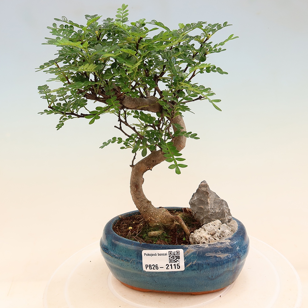 Kamerbonsai - Zantoxylum piperitum - peperboom