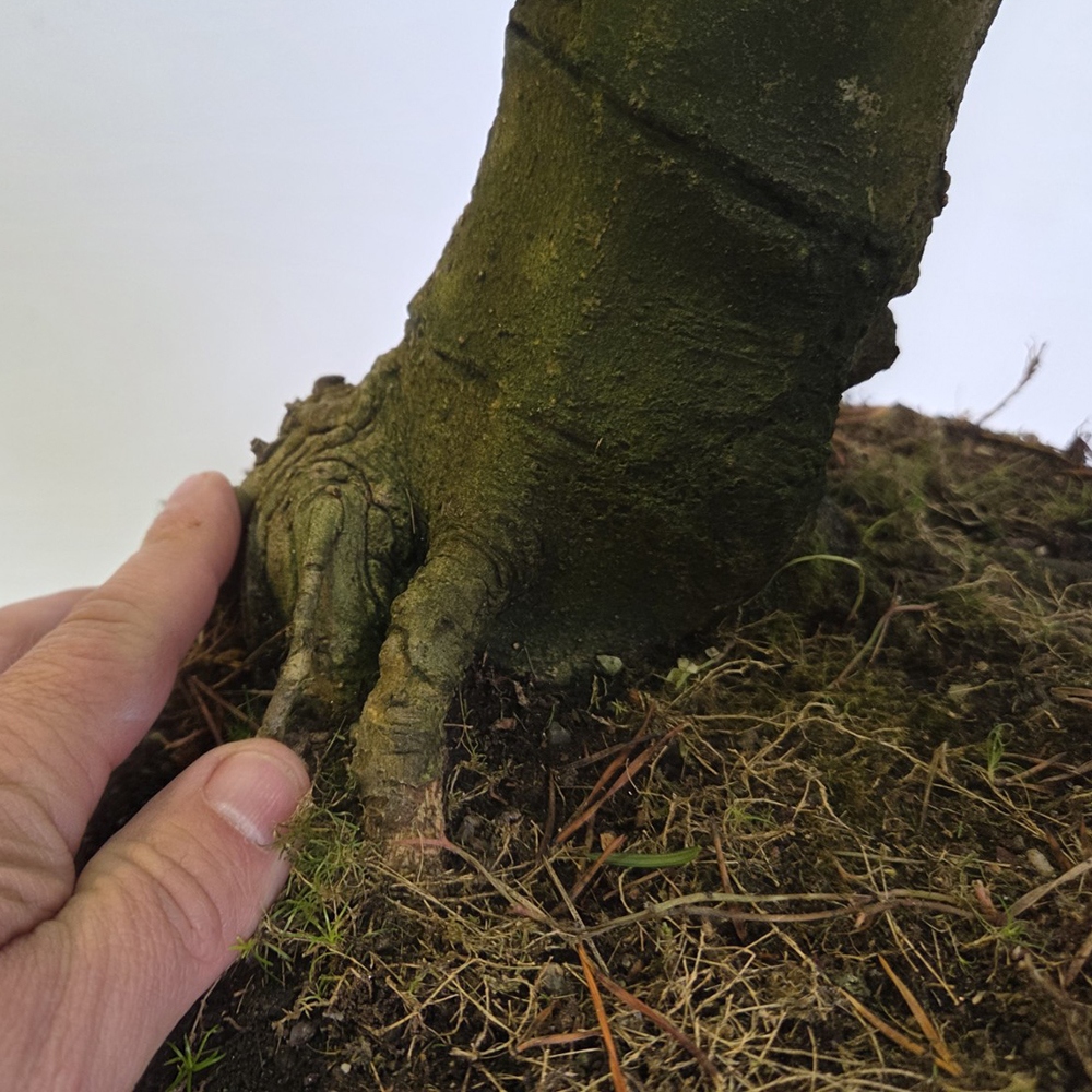 Bonsai voor buiten - magnolia - Šácholan