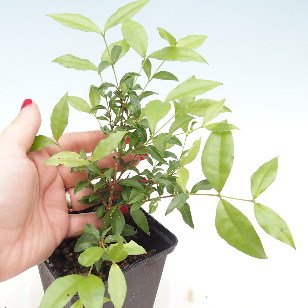 Kamerbonsai - Malpighia coccigera- Barbdor kers in container