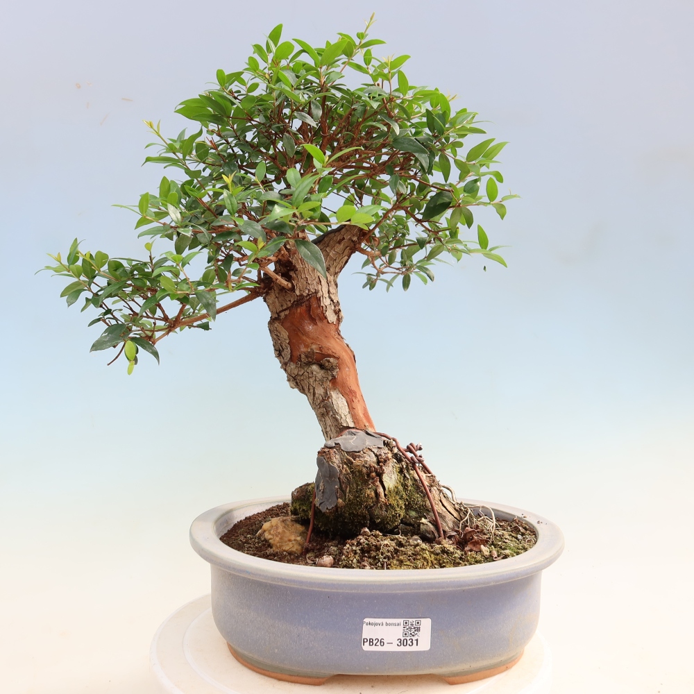 Kamerbonsai - Myrtus communis - Mirte