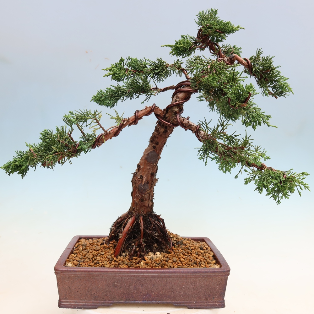 Bonsai voor buiten - Juniperus chinensis Kishu