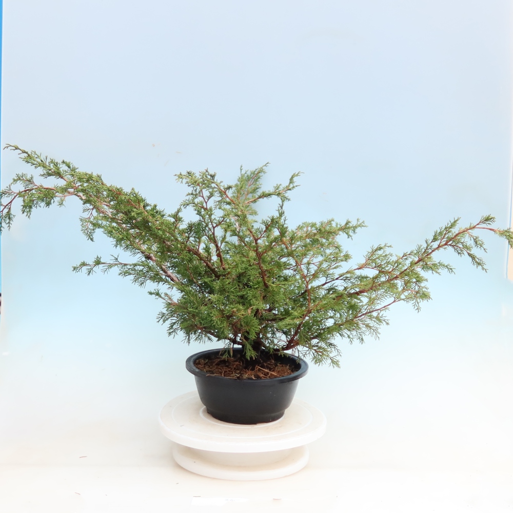 Bonsai voor buiten - Juniperus chinensis Itoigawa - Chinese jeneverbes