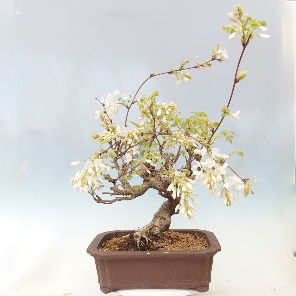 Bonsai voor buiten - Vistaria - Wisteria