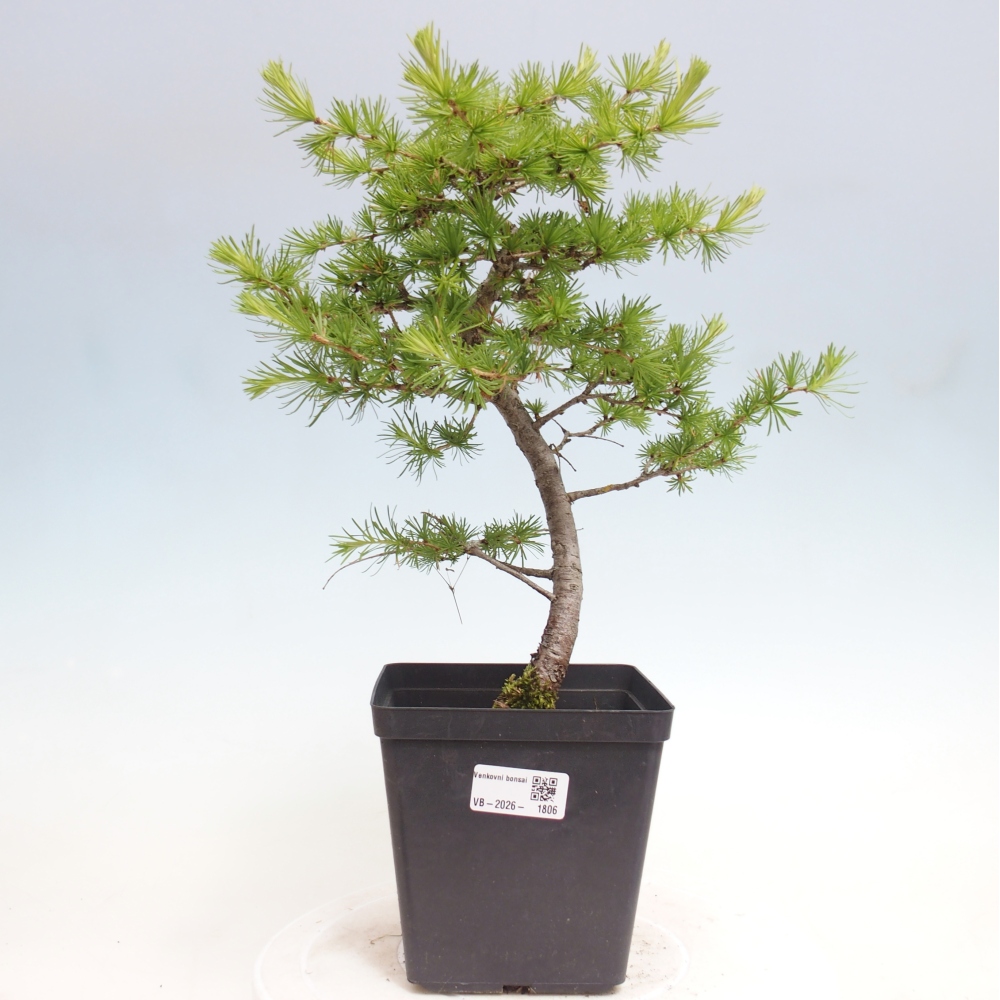 Bonsai voor buiten -Larix decidua - Lariks