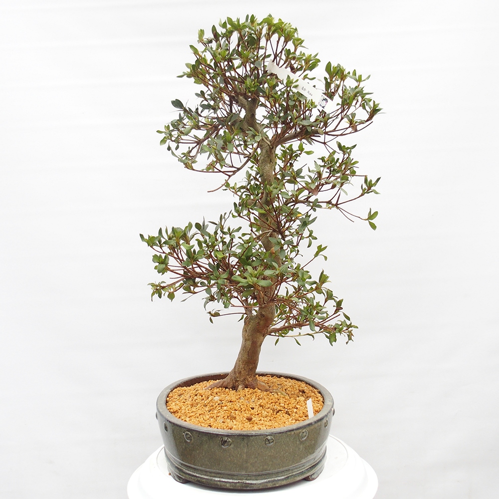 Bonsai voor buiten - Japanse Azalea - Azalea Hand