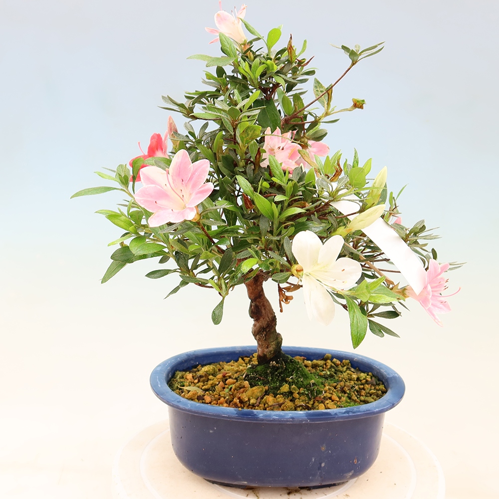 Bonsai voor buiten - Japanse Azalea - Azalea Senhime