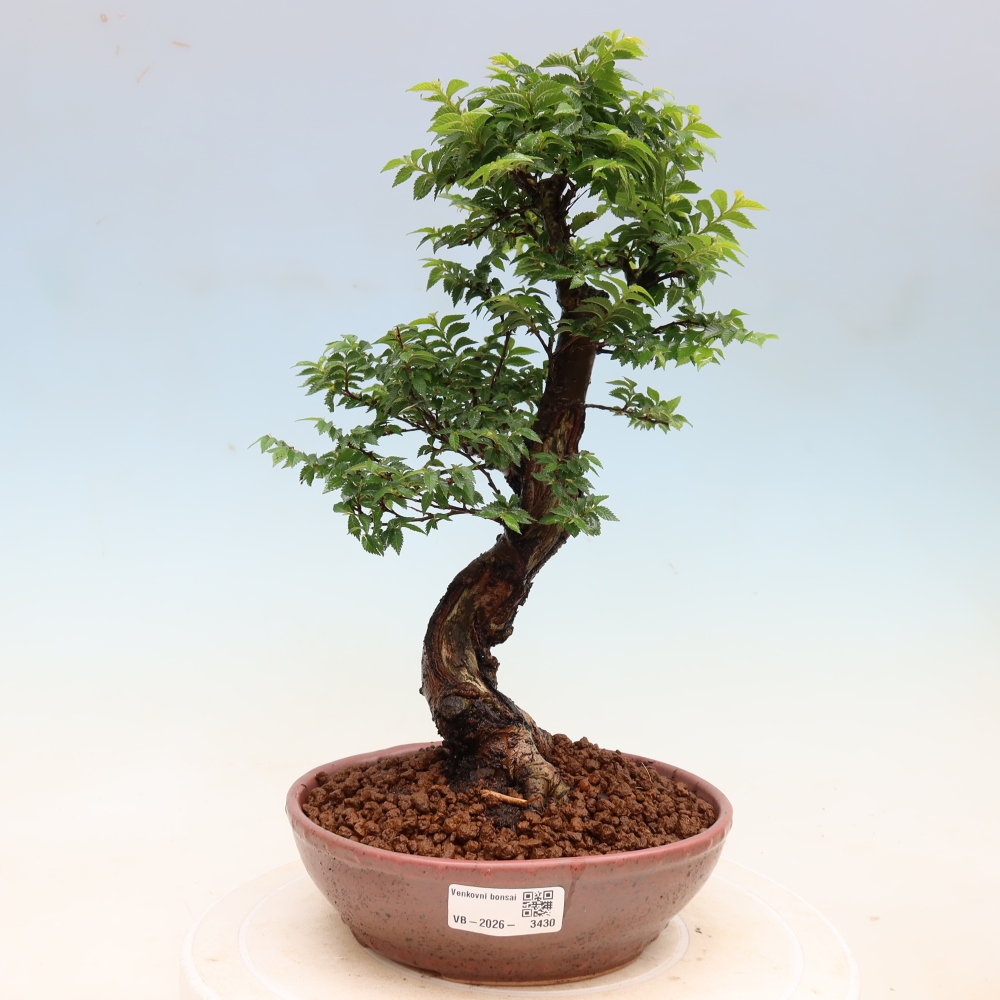 Buitenbonsai - Ulmus Jacqueline Hillier - Prachtige iep