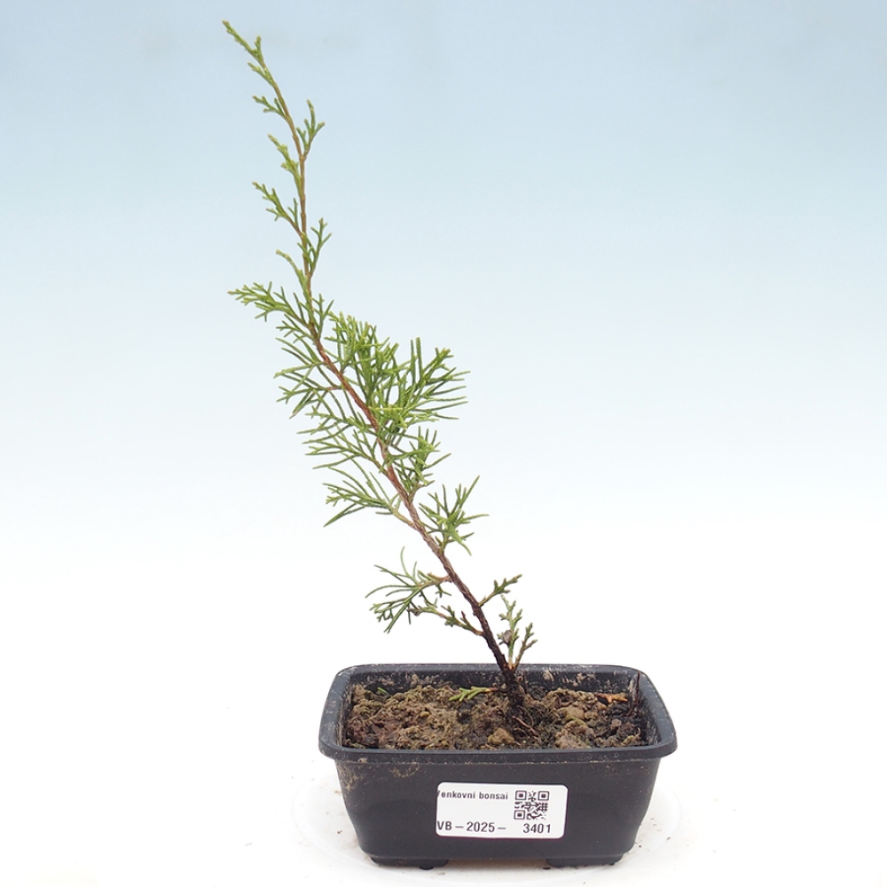 Bonsai voor buiten - Juniperus chinensis Itoigawa