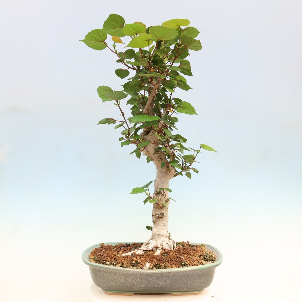 Bonsai voor binnen - Hibiscus tiliaceus - Zee Hibiscus