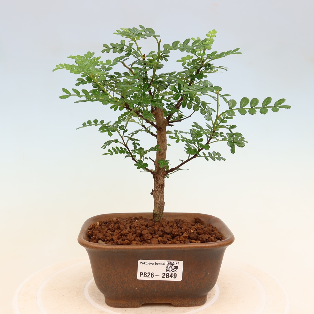 Kamerbonsai - Zantoxylum piperitum - peperboom