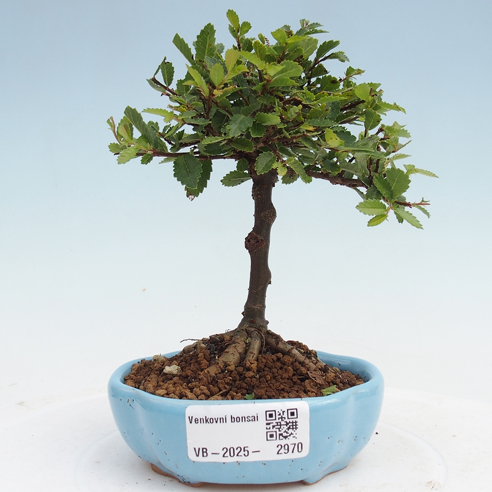 Bonsai voor buiten - Ulmus parvifolia Sagei - Kleinbladige iep
