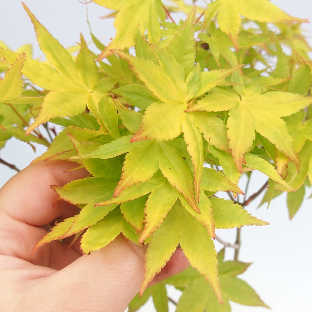 Bonsai voor buiten -Javor gouden palm - Acer palmatum Aureum in container