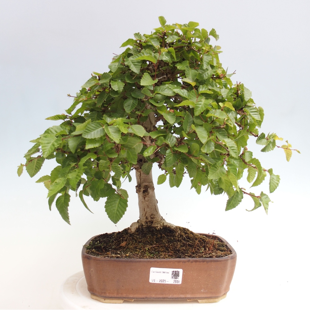 Bonsai voor buiten -Carpinus CARPINOIDES - Koreaanse haagbeuk