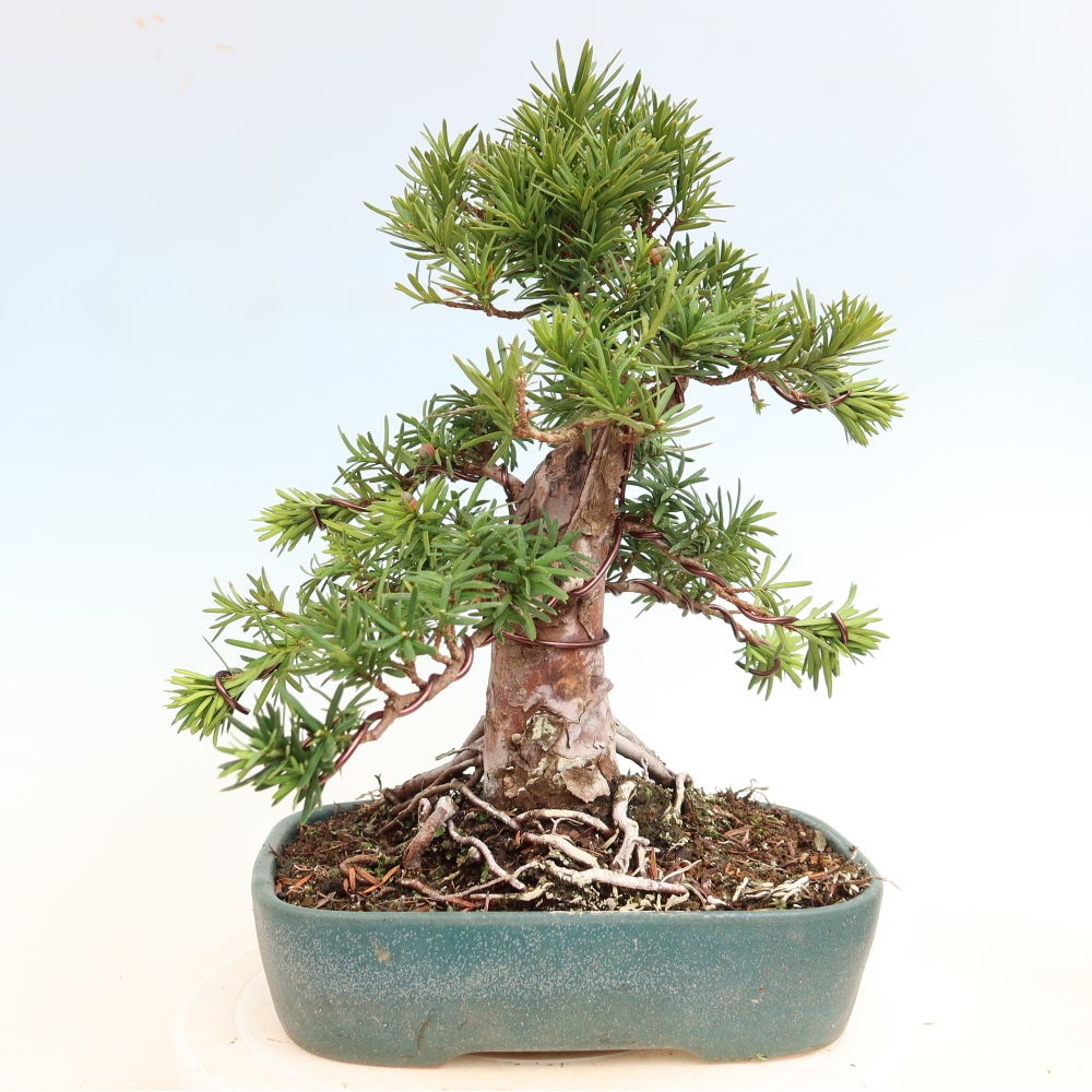 Bonsai voor buiten - Taxus cuspidata - Japanse Taxus