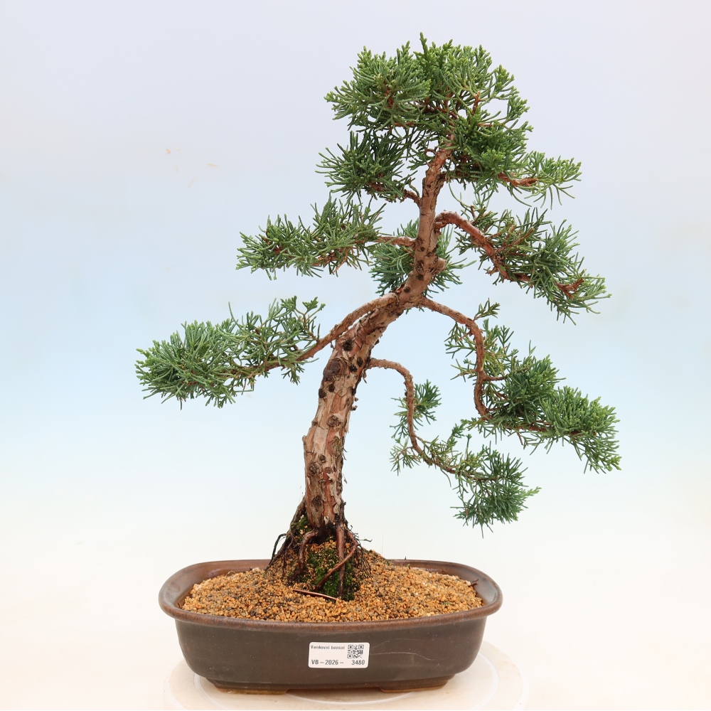 Bonsai voor buiten - Juniperus chinensis Kishu