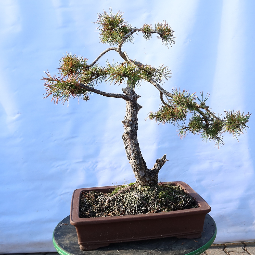 Pinus sylvestris Spanje - grove den
