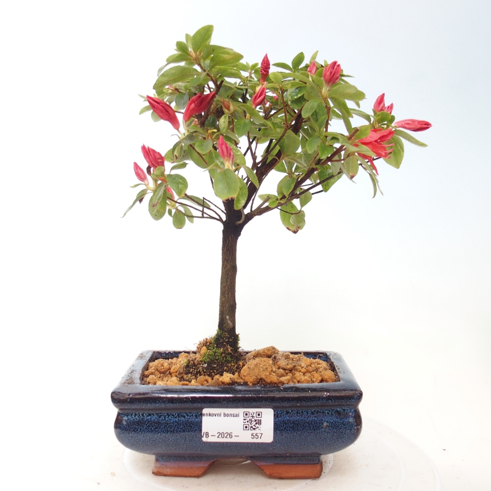 Bonsai voor buiten - Japanse azalea - Azalea sp.