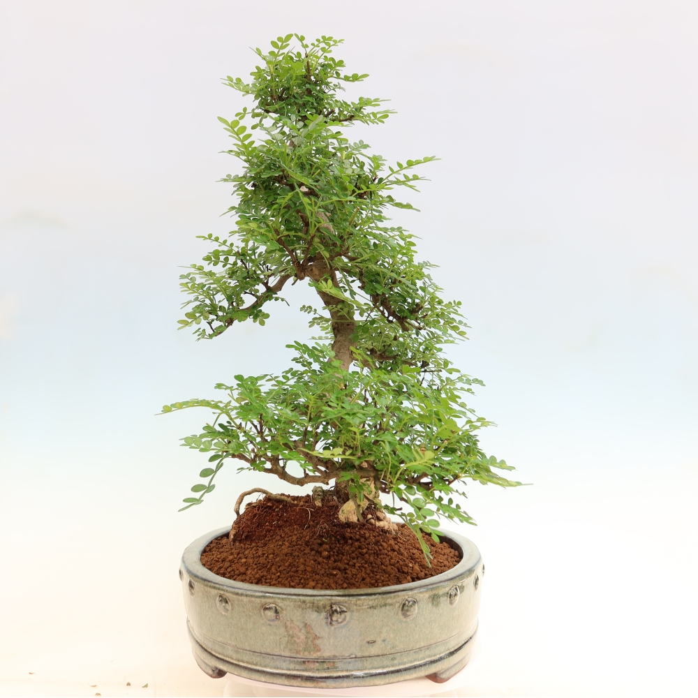 Kamerbonsai - Zantoxylum piperitum - peperboom