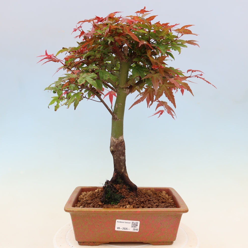 Noorse esdoorn - Acer palmatum Beni Tsukasa