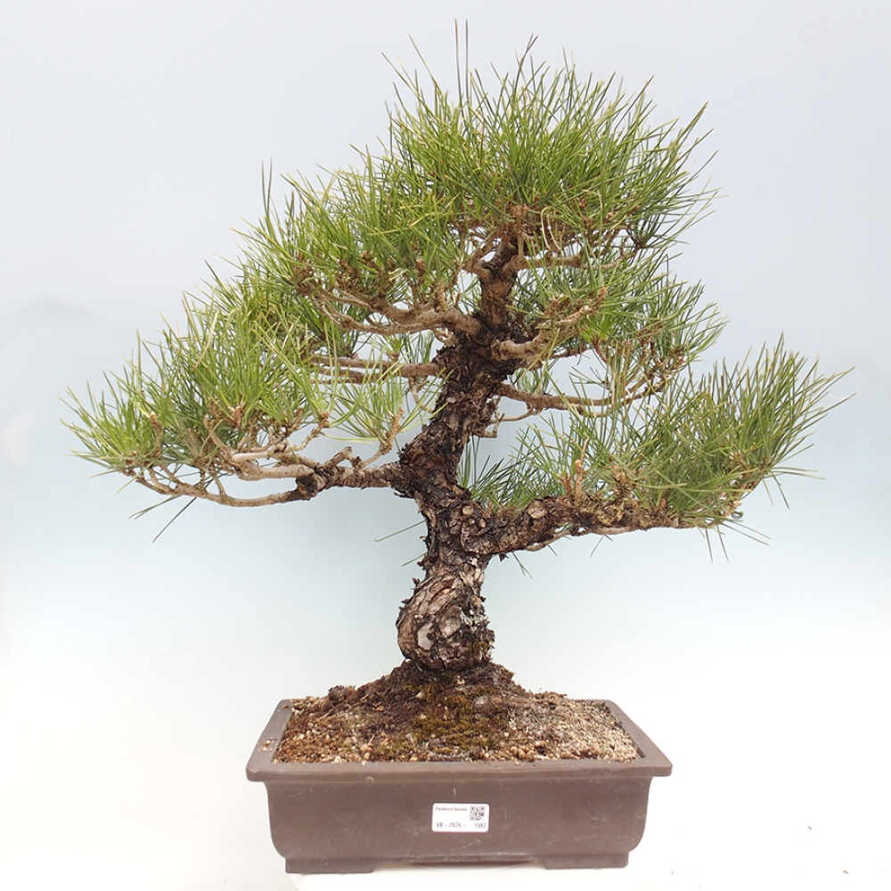 Bonsai voor buiten - Pinus thunbergii - Thunberg den