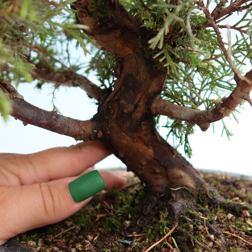 Bonsai voor buiten - Juniperus chinensis Itoigawa-Juniperus chinensis
