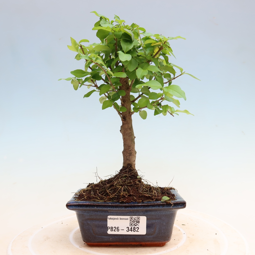 Kamerbonsai -Ligustrum chinensis - Vogelsnavel