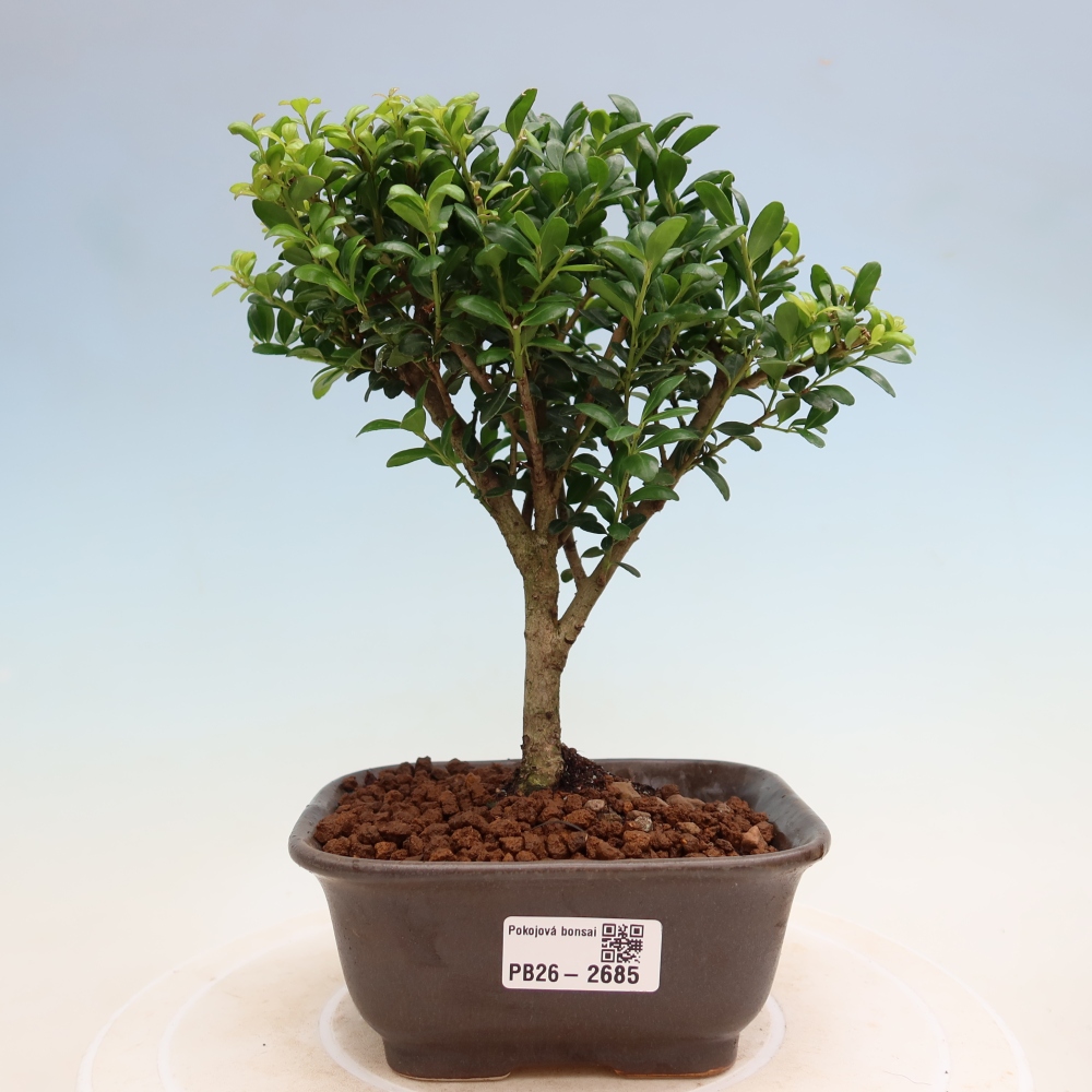 Kamerbonsai - Ilex crenata - Hulst