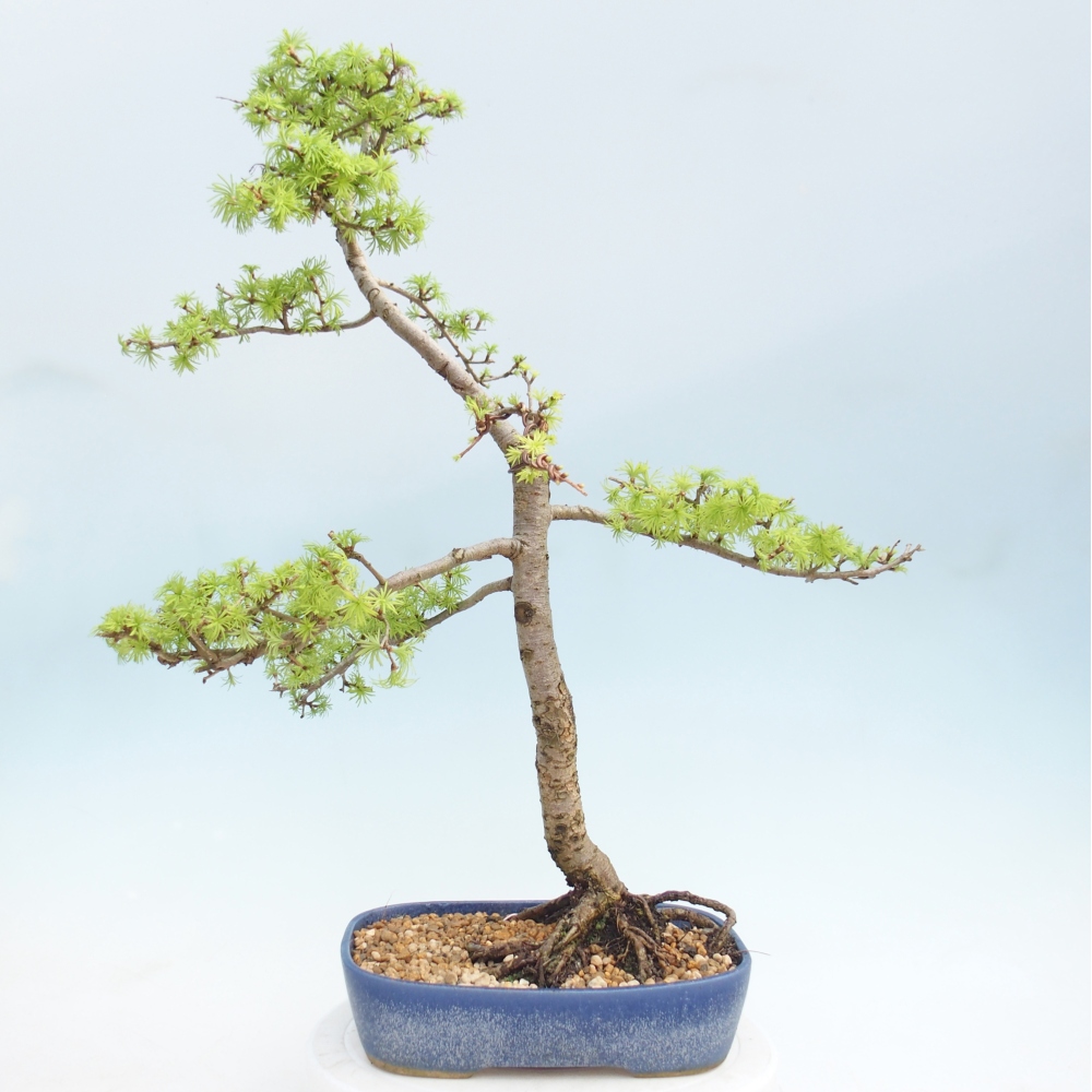 Bonsai voor buiten -Larix decidua - Lariks