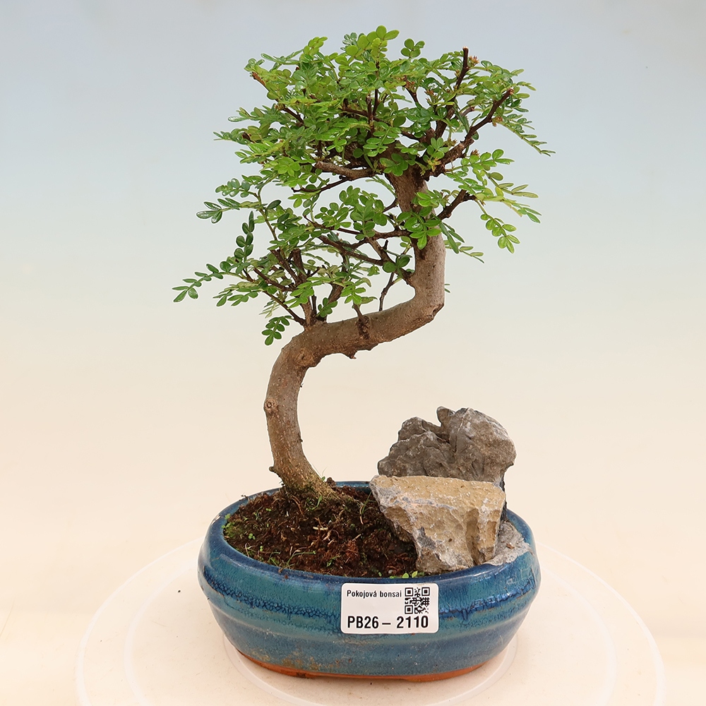 Kamerbonsai - Zantoxylum piperitum - peperboom