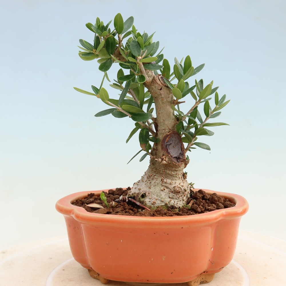 Bonsai voor binnen - Olea europaea sylvestris