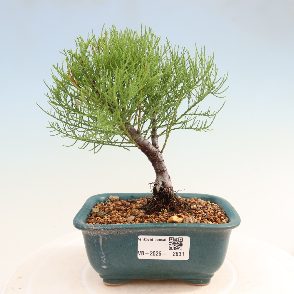 Bonsai voor buiten - Tamarisk - Tamarix